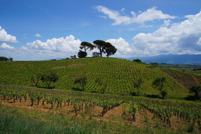 Scenic view of vineyard against sky