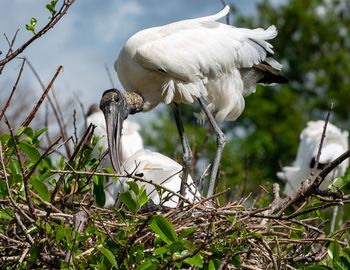 Bird perching on a plant