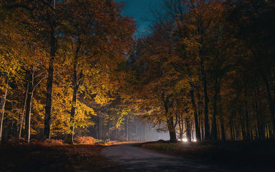 Autumn colors in the woods at night