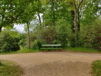 Empty bench against trees in park
