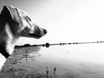 Close-up of dog by water against clear sky