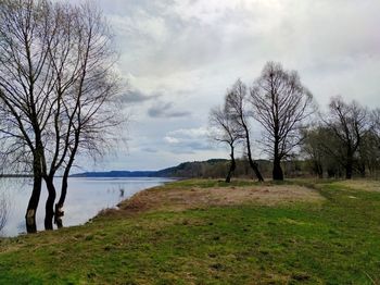 Trees on the green bank of the river against a beautiful sky