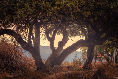 Trees in forest