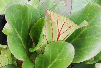 Close-up of fresh green leaves