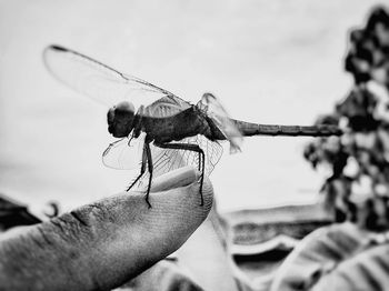 Close-up of hand holding insect against sky