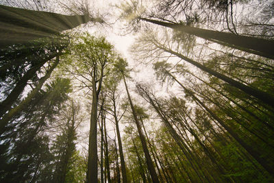 Low angle view of trees in forest against sky