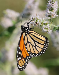 Close-up of butterfly pollinating on flower