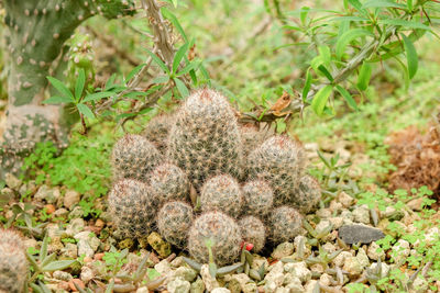 High angle view of cactus on field
