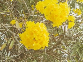 Close-up of yellow flowers blooming in field