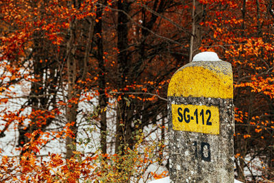 Information sign by trees in forest during autumn