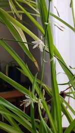 Close-up of white flowering plant