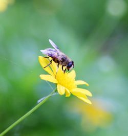 Close-up of insect on yellow flower