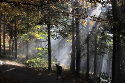 Man walking amidst trees in forest