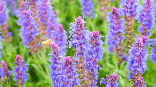 Close-up of purple lavender flowers in park