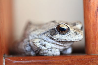 Close-up of animal eye