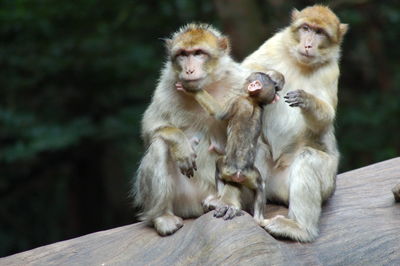 Monkeys sitting outdoors