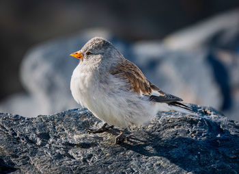 Close-up of bird perching on tree