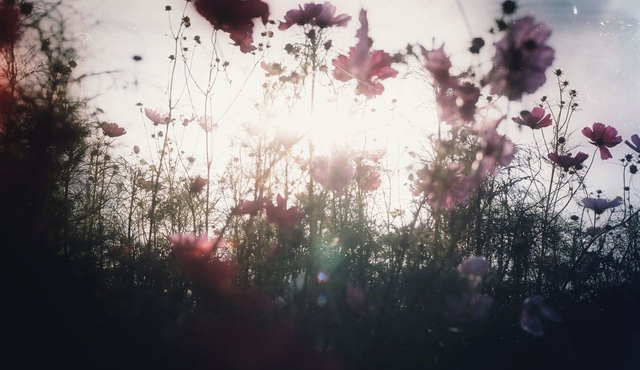 flower, growth, pink color, freshness, beauty in nature, sun, fragility, sunlight, nature, tree, sunbeam, plant, lens flare, petal, blooming, sky, outdoors, in bloom, no people, blossom