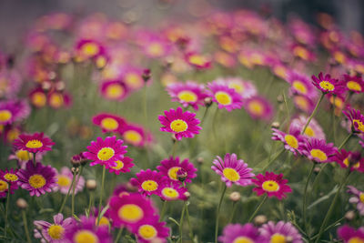 Close-up of pink flowers