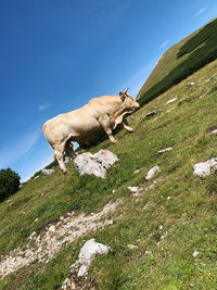 High angle view of cow on landscape against sky