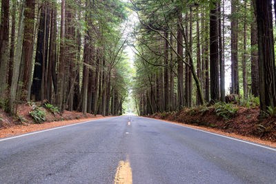 Road amidst trees in forest