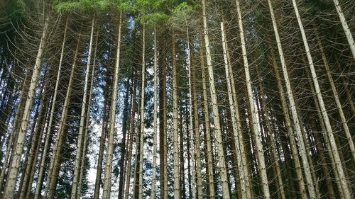 Low angle view of trees