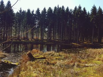 Scenic view of river amidst trees in forest