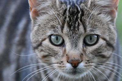 Close-up portrait of cat