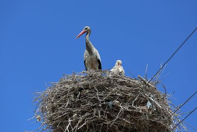 Low angle view of bird in nest against clear blue sky