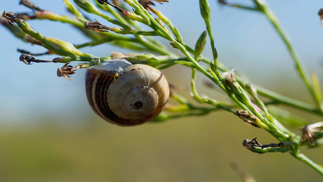 snail, gastropod, animal shell, animal themes, one animal, animals in the wild, nature, close-up, focus on foreground, day, wildlife, fragility, outdoors, no people, plant, spiral, animal wildlife, leaf, beauty in nature