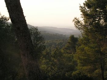 Trees in forest against sky