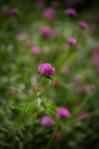 Close-up of pink flowering plant on field