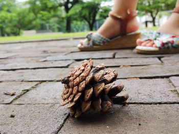 Close-up of hand holding pine cone