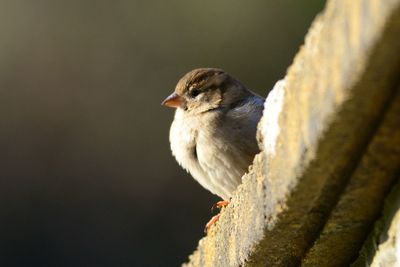 Close-up of bird perching on wall