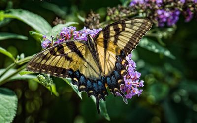 Close-up of butterfly pollinating on purple flower