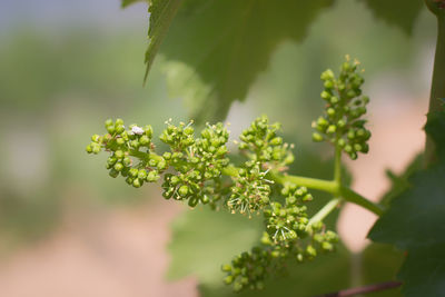 Close-up of fresh green plant