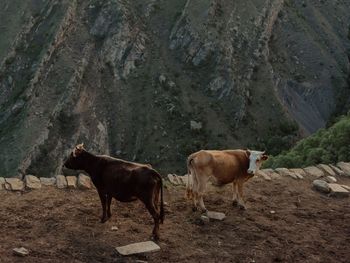 Horses on field