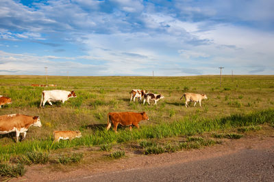 Red and spotted cows walking along the road, khakassia, russia