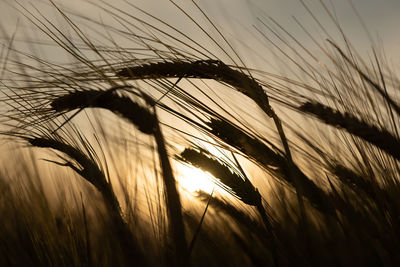 Close-up of stalks in field against sunset sky