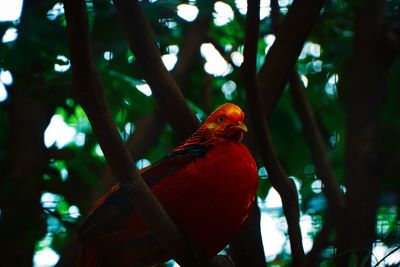 7-color pheasant is a very valuable bird and has a high economic and aesthetic value. 