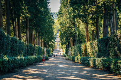 Walkway amidst trees