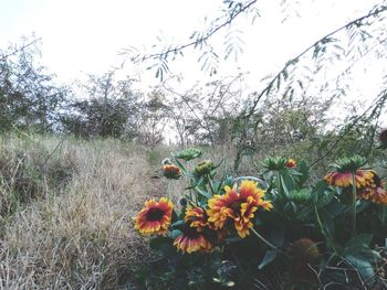 Flowers growing on grass