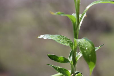 Close-up of wet plant