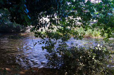 View of stream along trees