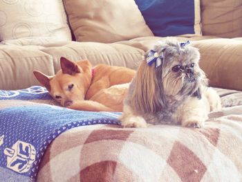 Dog relaxing on sofa at home