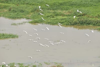 Flock of birds flying over lake