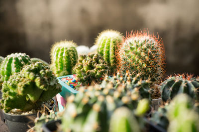 Close-up of succulent plant