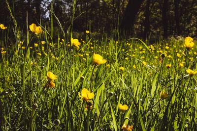 Close-up of yellow flowers blooming on field