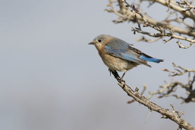 Close-up of bird perching on branch