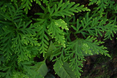 High angle view of green leaves on plant